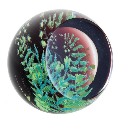 Caithness Ferns