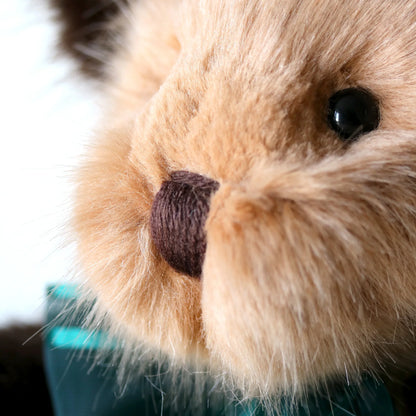 Canterbury Bears Coco