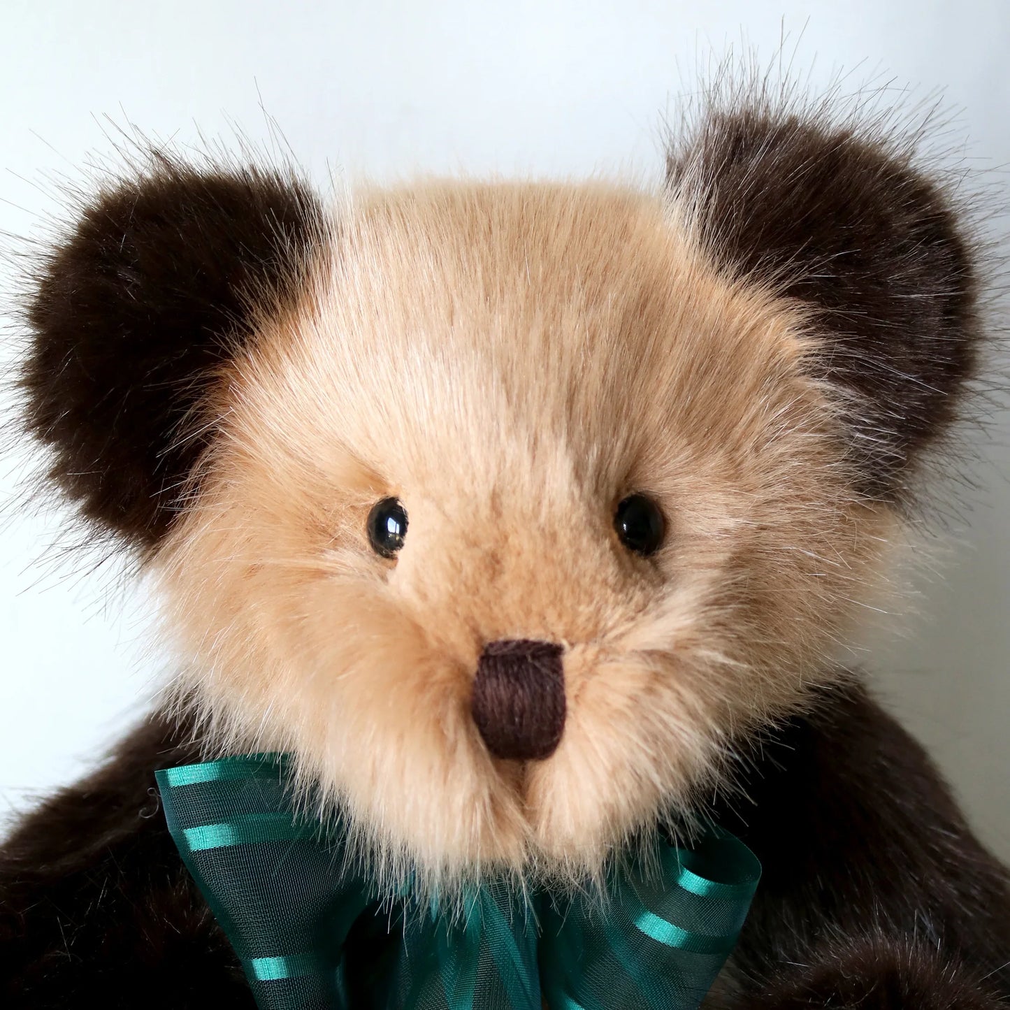 Canterbury Bears Coco