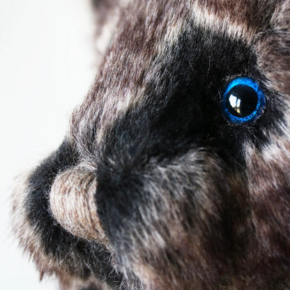 Canterbury Bears Wolfie