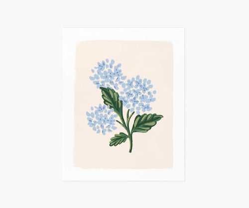 Hydrangea Bloom Cream Art Print